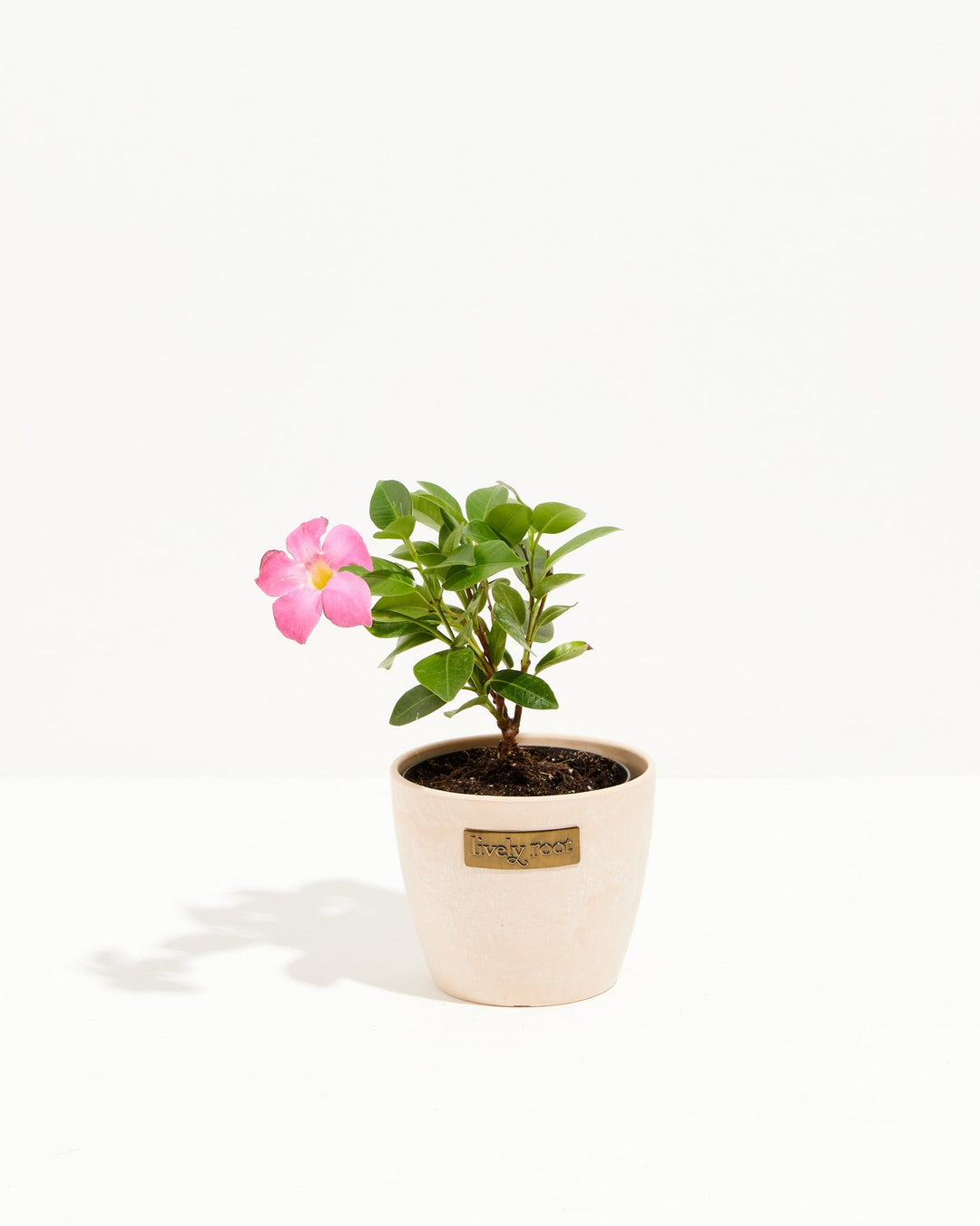 Mandevilla Pink
