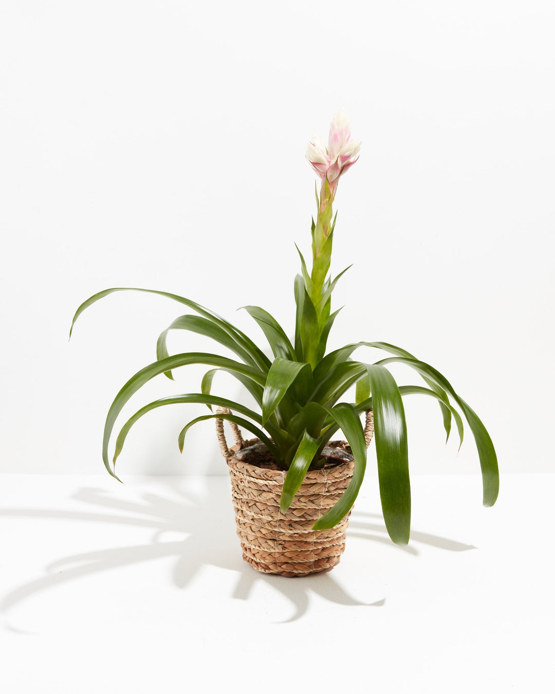 Priscilla Guzmania Bromeliad