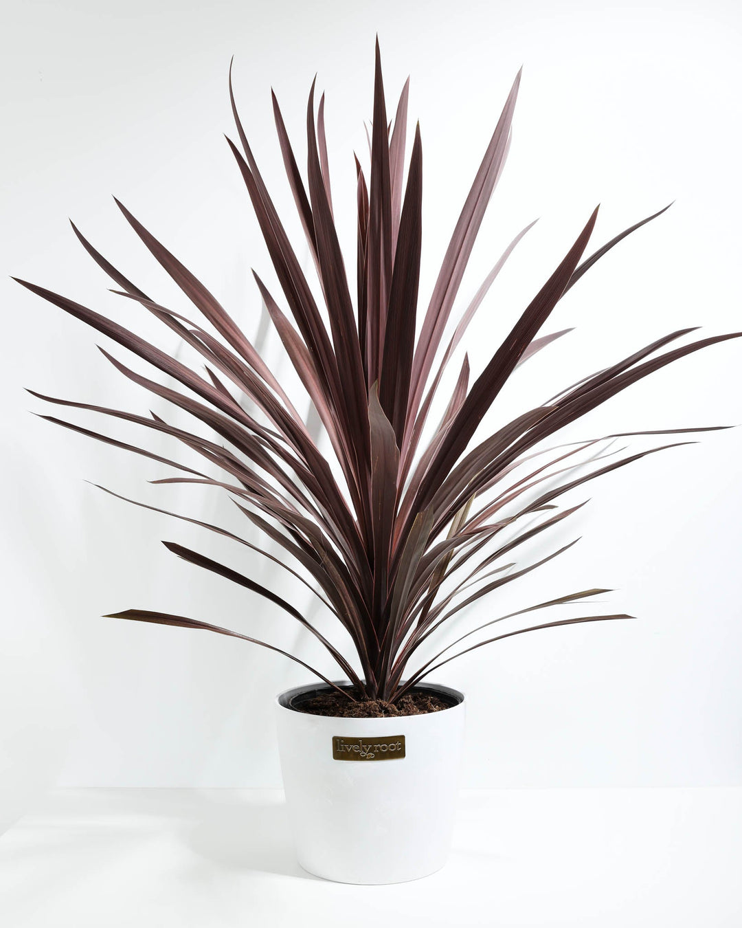 Cordyline Australis Red Sensation