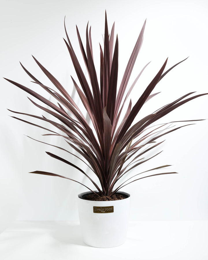 Cordyline Australis Red Sensation