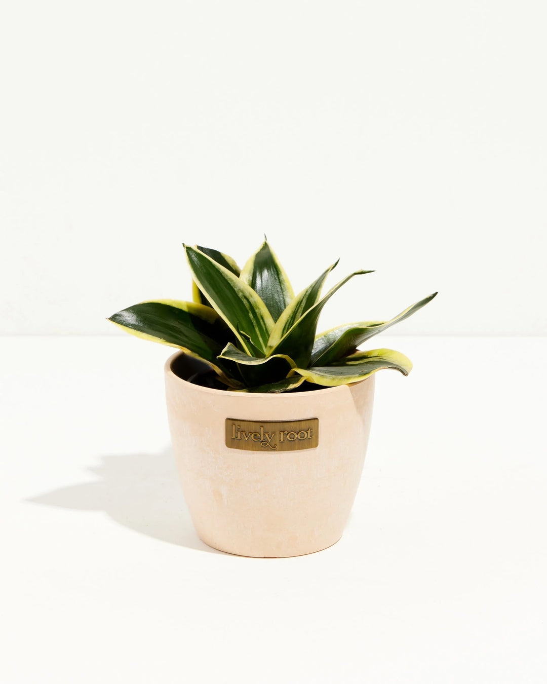 Black Gold Snake Plant
