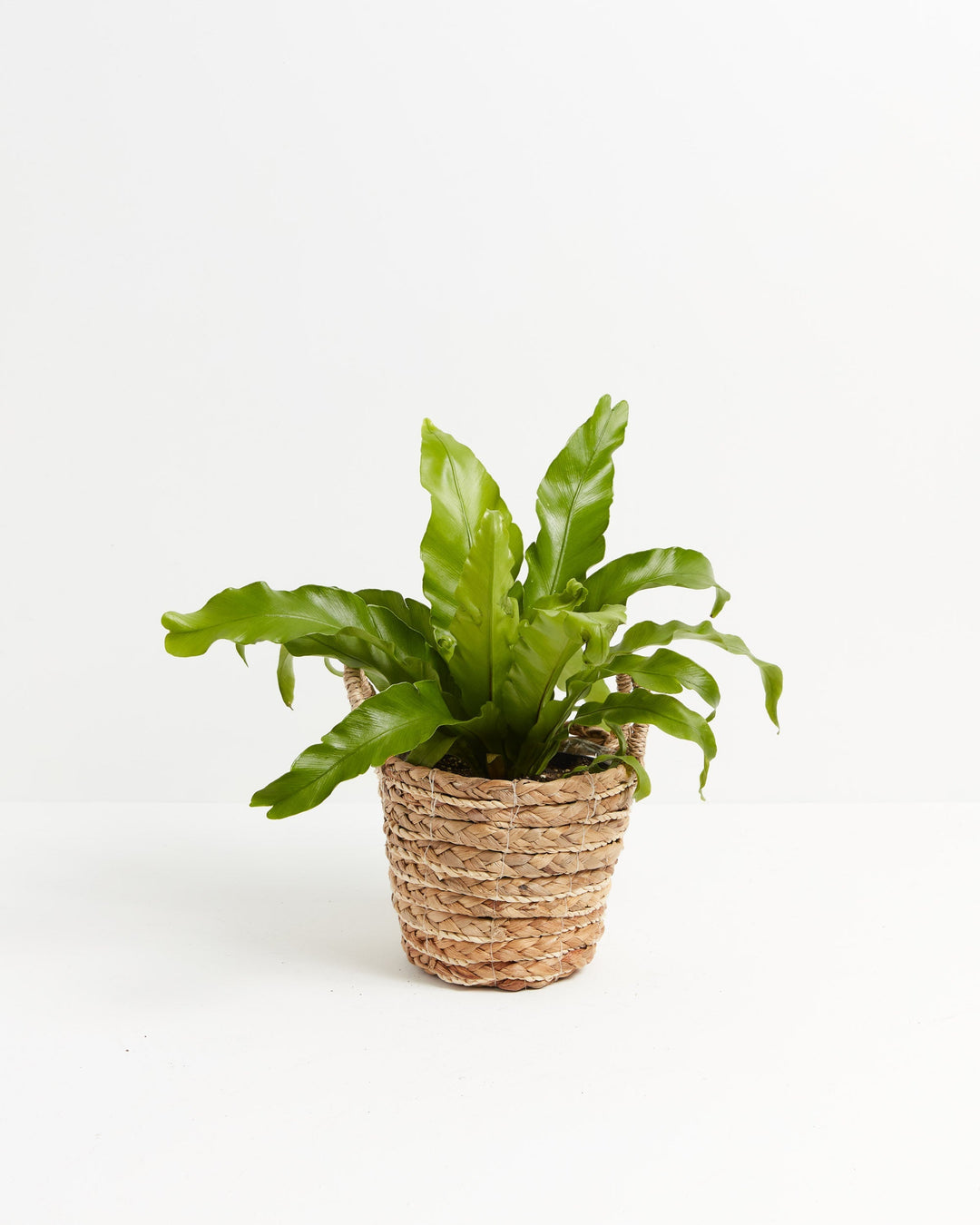 Bird's Nest Fern, 6-inch in natural woven seagrass basket, tropical epiphytic fern with broad wavy-edged green fronds radiating from central nest-like rosette