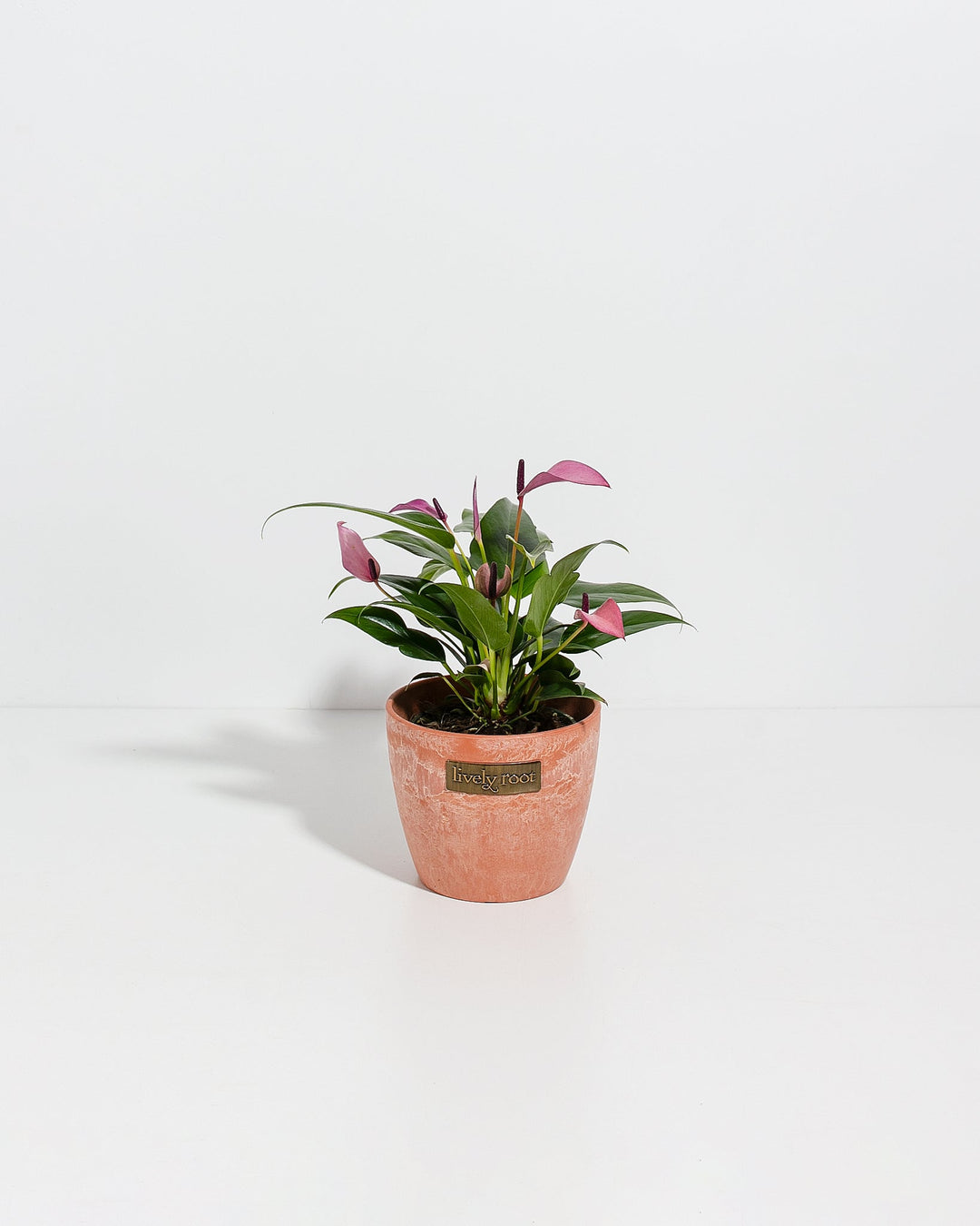Purple Flamingo Flower