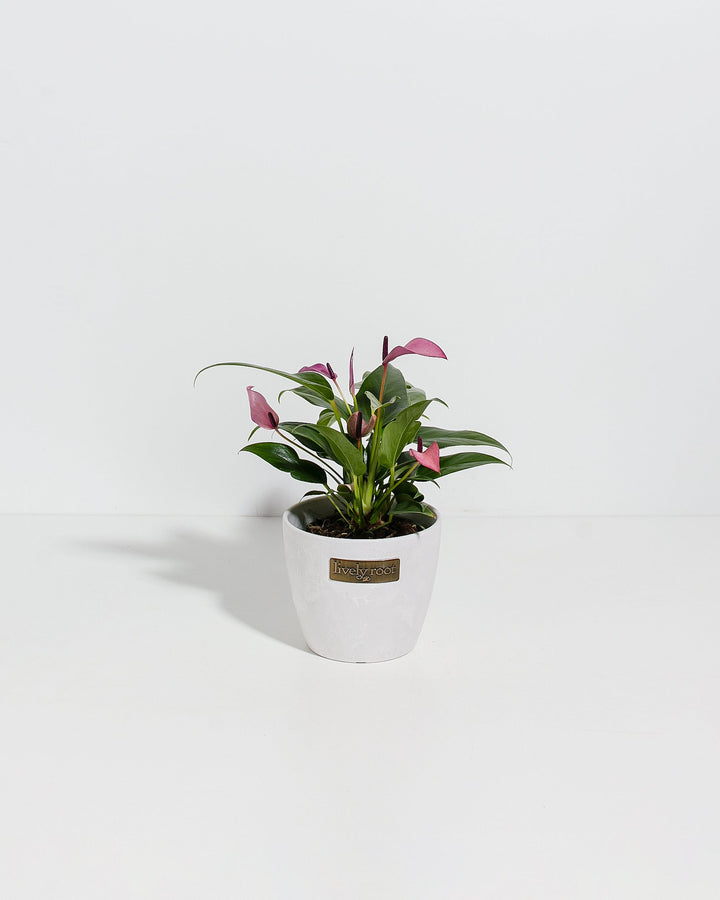 Purple Flamingo Flower