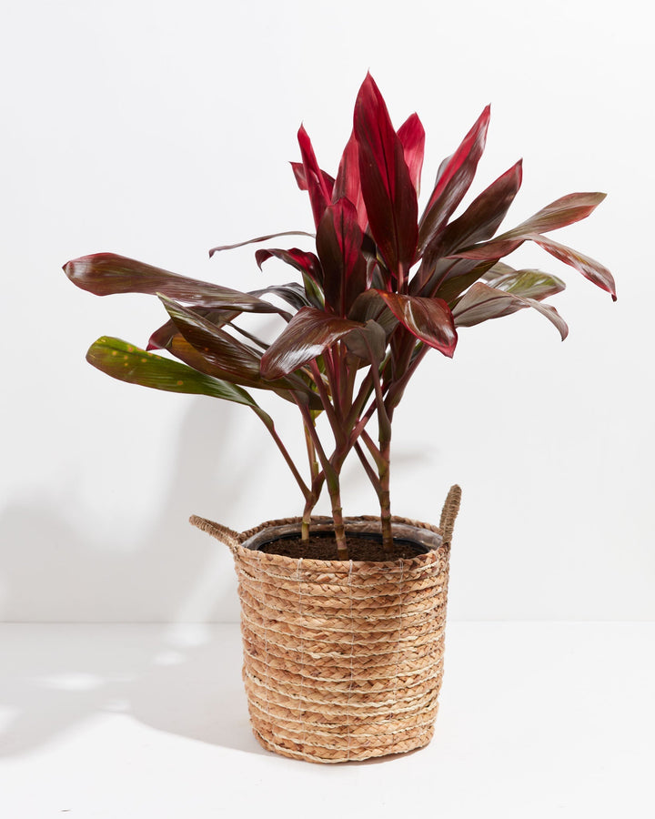 Bold crimson and burgundy foliage bursts from this Cordyline Florida Flamingo, potted in a woven seagrass basket.