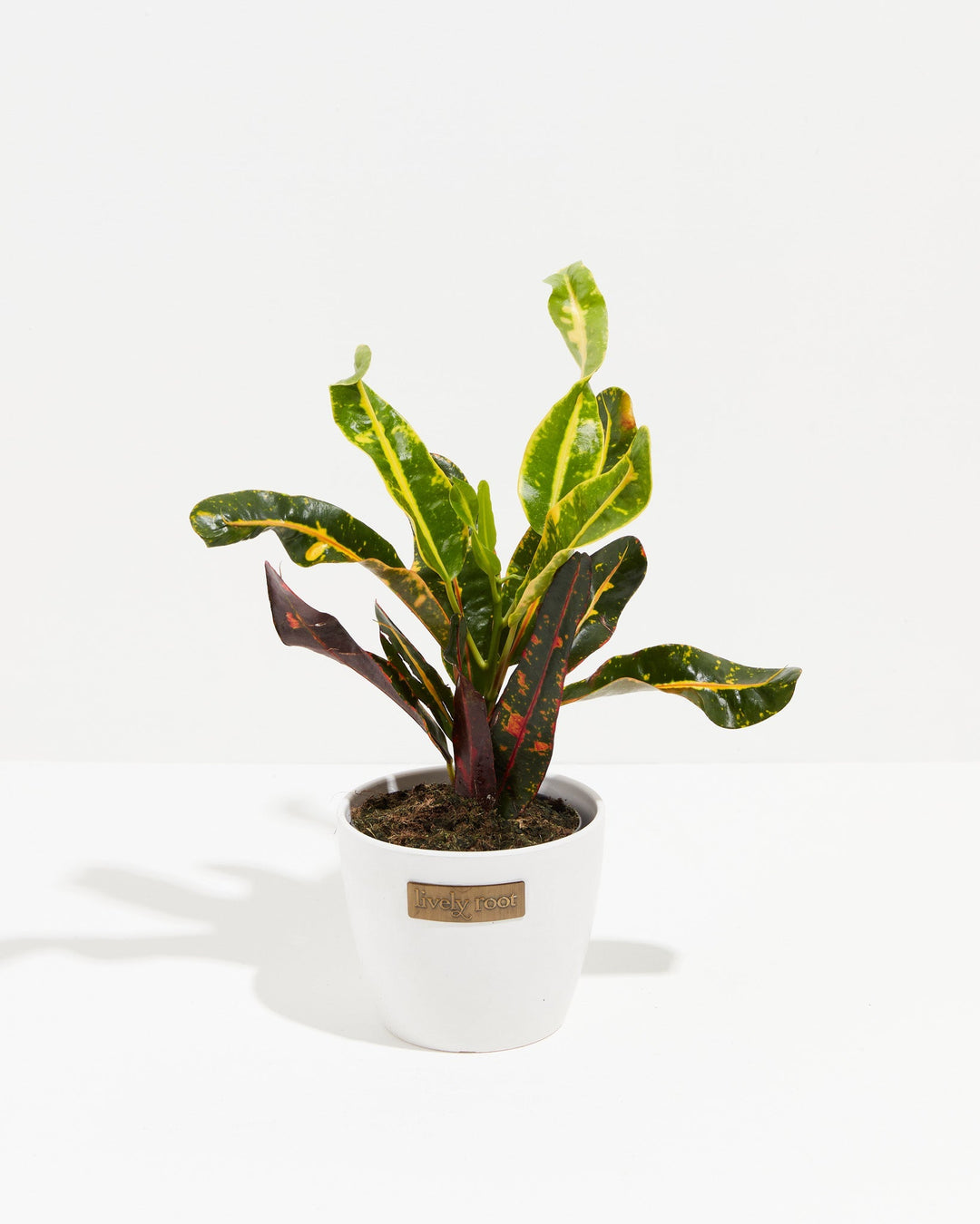 Croton Mammy