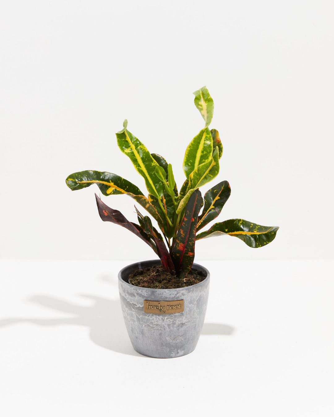 Croton Mammy