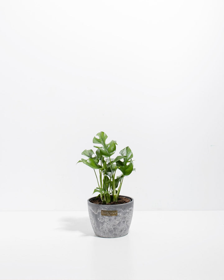 Small Philodendron Ginny (Mini Monstera) in a 4-inch grey marbled Lively Root pot, displaying compact glossy green lobed and fenestrated leaves on slender upright stems against a white studio background
