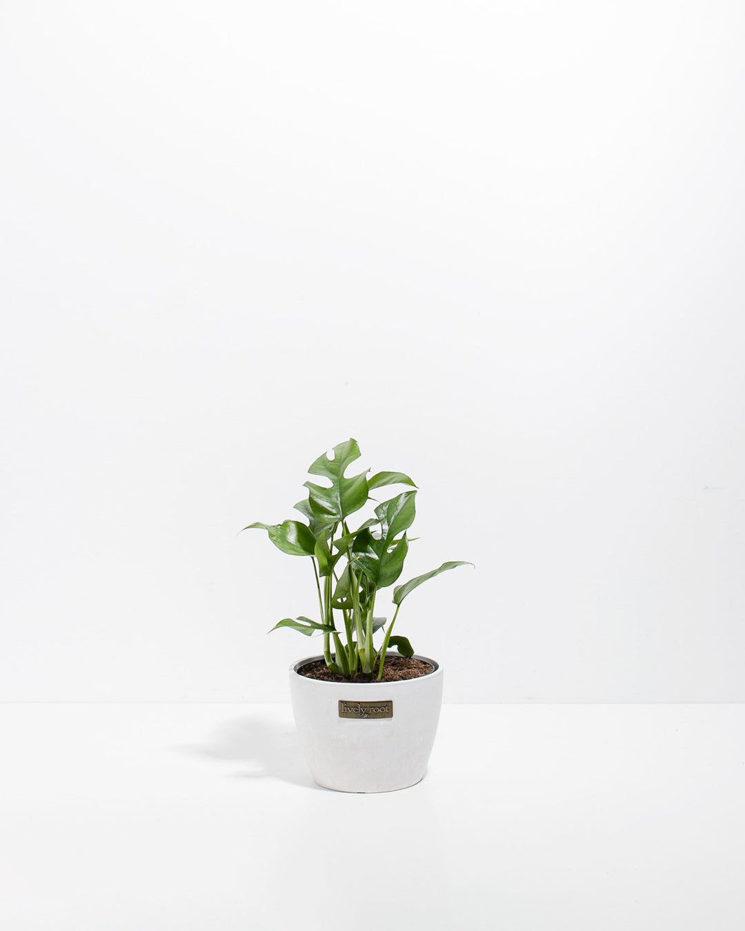 Small Philodendron Ginny (Mini Monstera) in a 4-inch white Coco Lively Root pot, displaying compact glossy green lobed and fenestrated leaves on slender upright stems against a white studio background