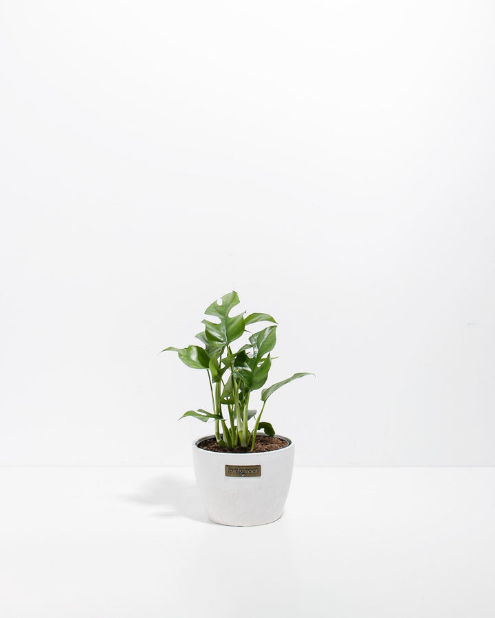 Small Philodendron Ginny (Mini Monstera) in a 4-inch white Coco Lively Root pot, displaying compact glossy green lobed and fenestrated leaves on slender upright stems against a white studio background