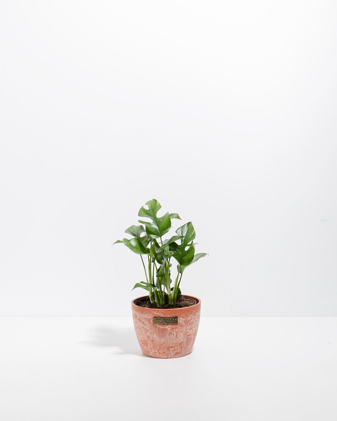 Small Philodendron Ginny (Mini Monstera) in a 4-inch terracotta Chai Lively Root pot with weathered finish, displaying compact glossy green lobed and fenestrated leaves on slender upright stems against a white studio background