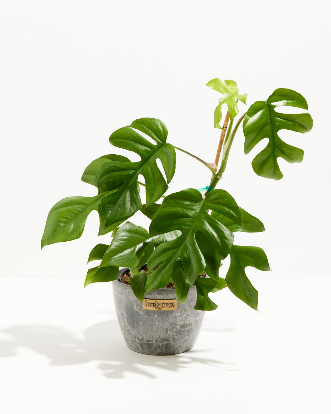 Philodendron Ginny (Mini Monstera) in a 6-inch grey marbled Lively Root pot, featuring large glossy deep green split and fenestrated leaves with a bright lime green unfurling new leaf on a tall stem against a white studio background