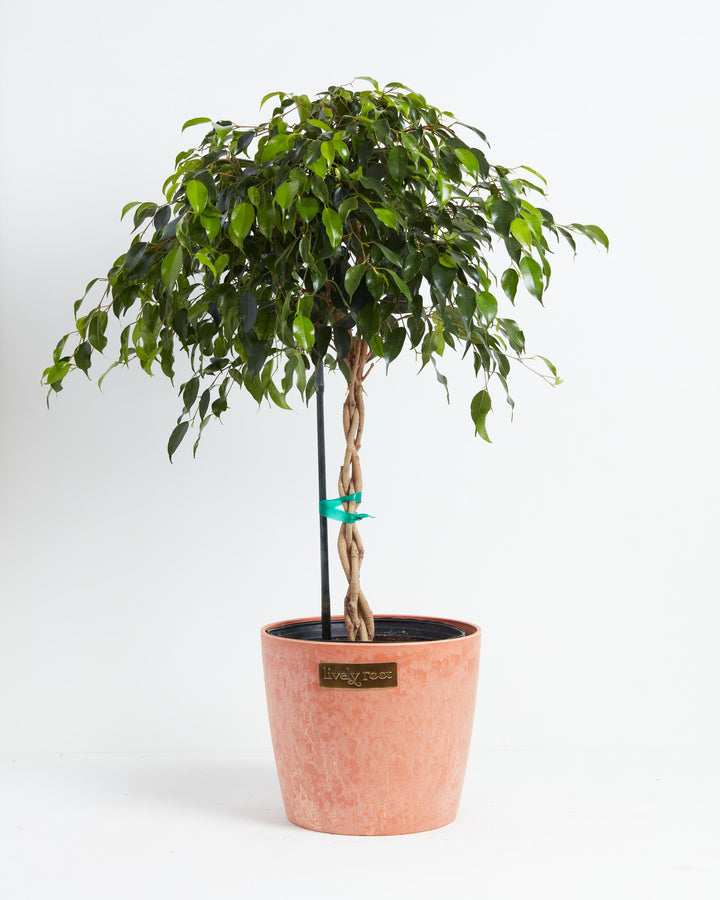 Ficus Benjamina Midnight Braid