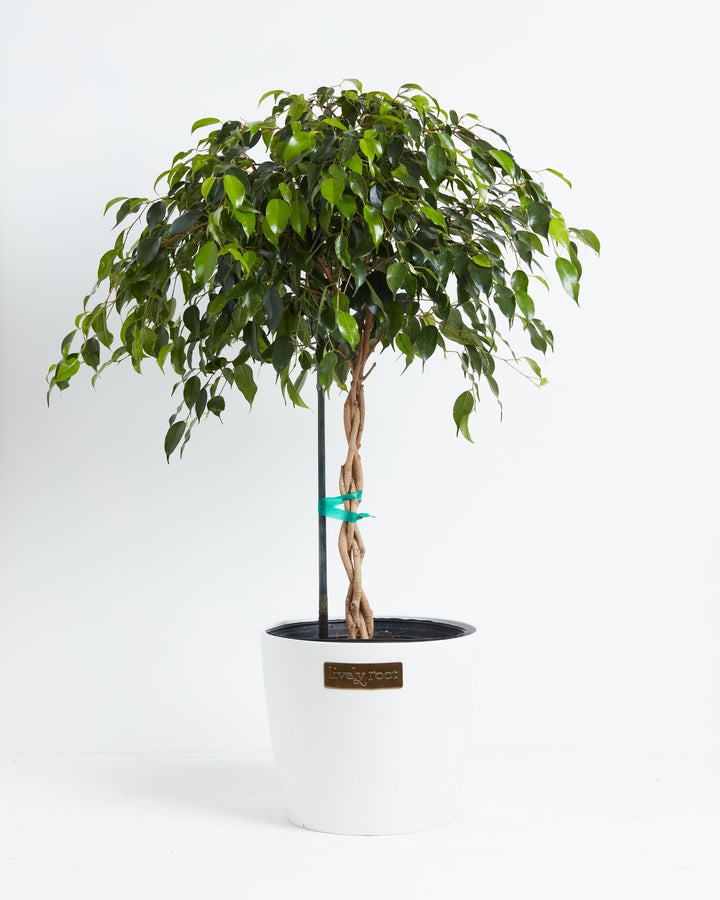 Ficus Benjamina Midnight Braid