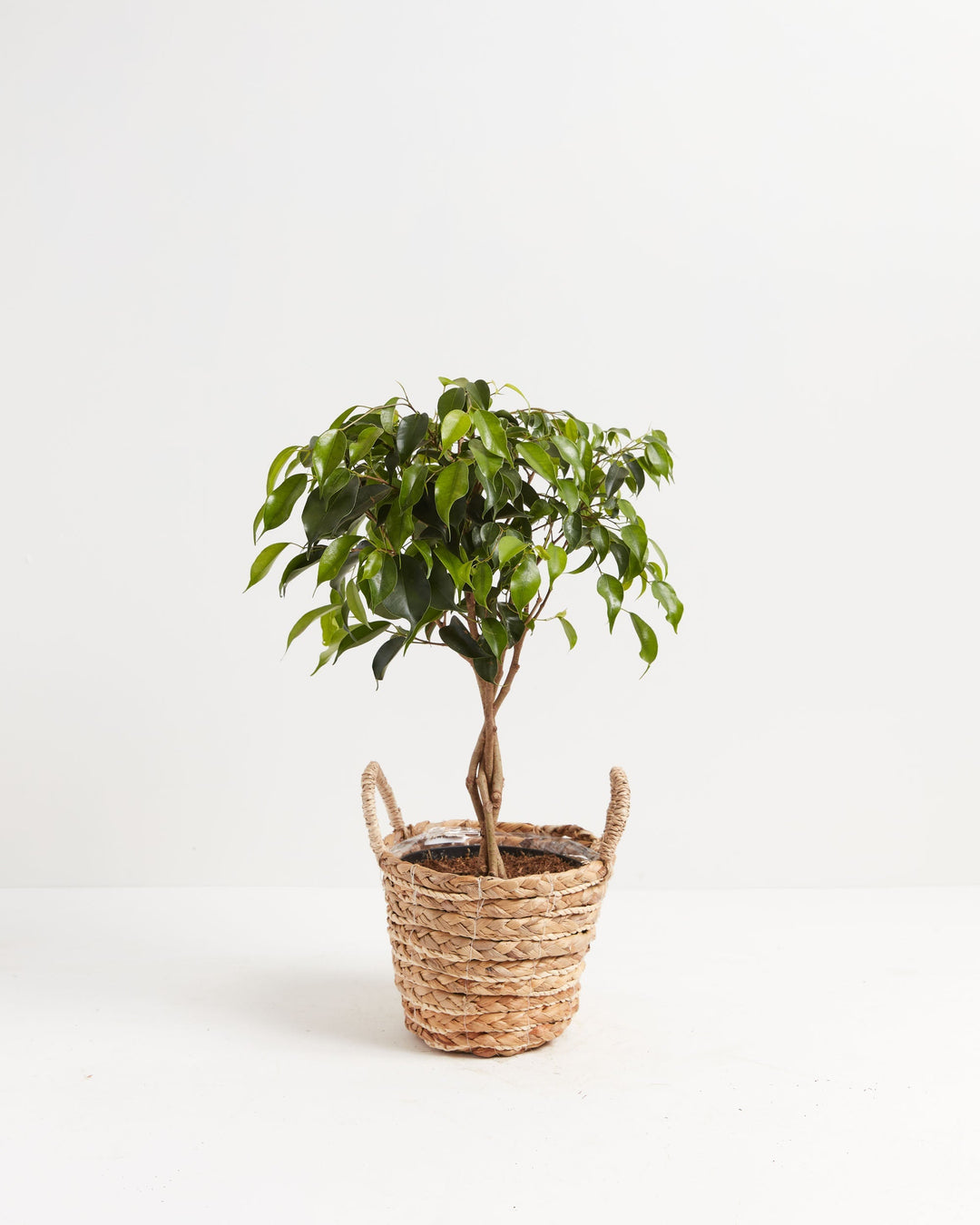 Ficus Benjamina Midnight Braid