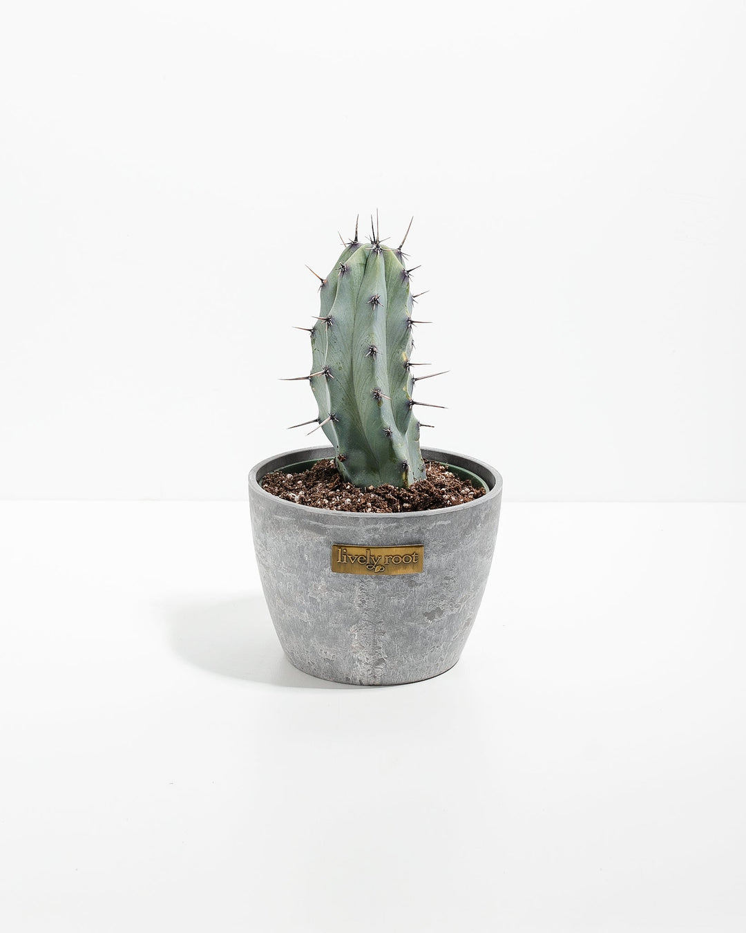 Medium Cactus Assorted
