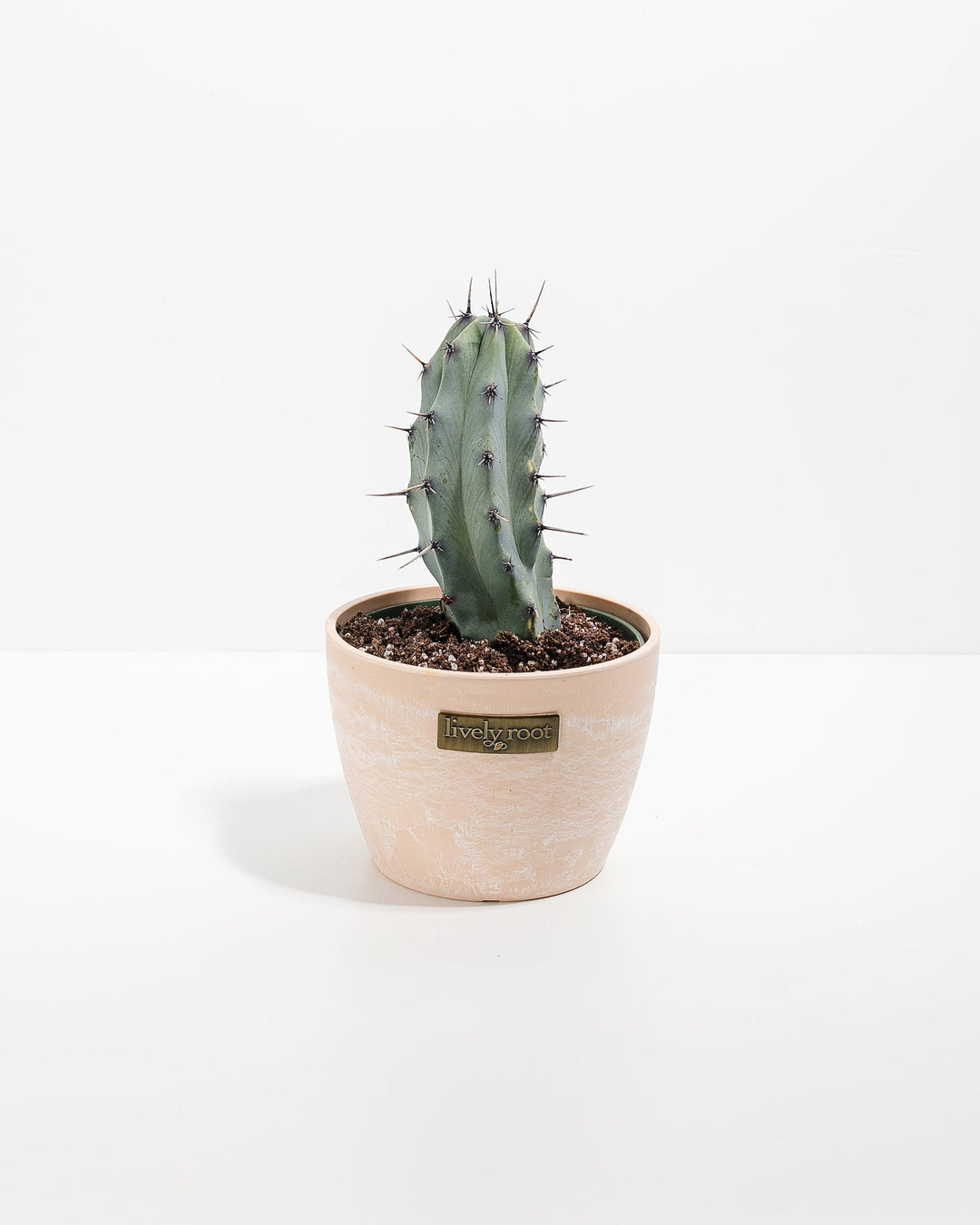 Medium Cactus Assorted