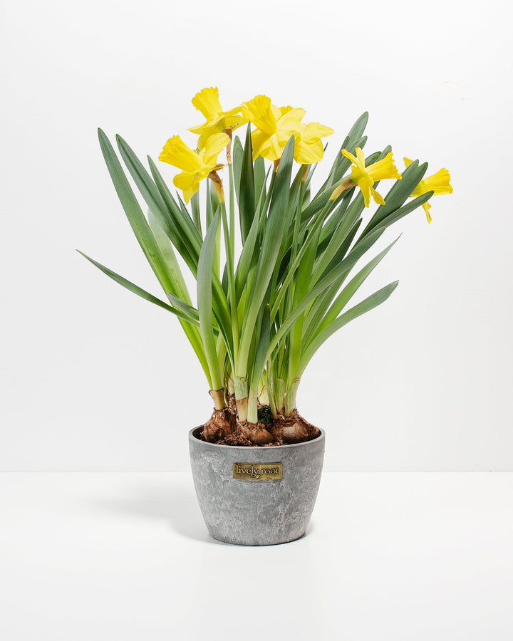 Yellow Daffodil