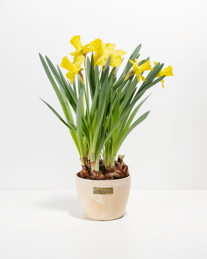 Yellow Daffodil