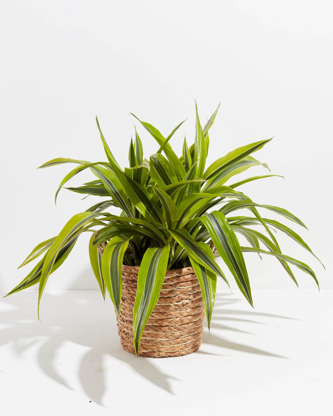 Dracaena Lemon Lime