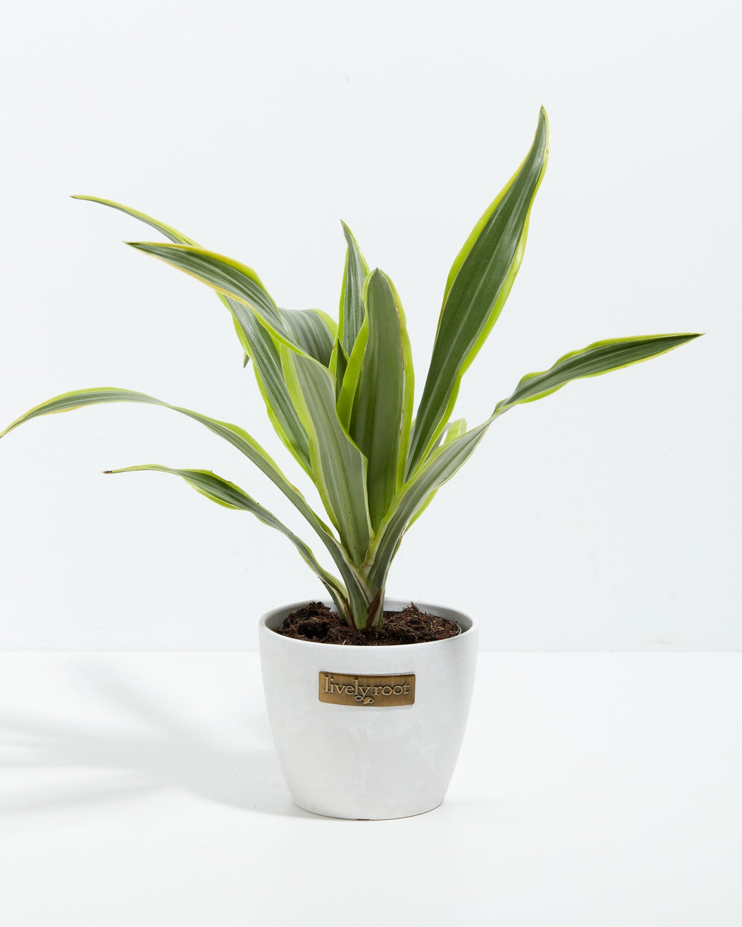 4" Lemon Lime Dragon Tree small plant with green and yellow striped leaves in a white textured ceramic pot