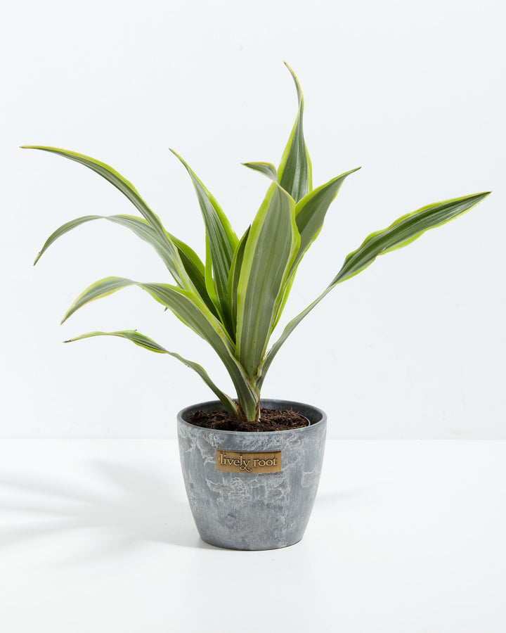 4" Lemon Lime Dragon Tree small plant with green and yellow striped leaves in a gray textured ceramic pot