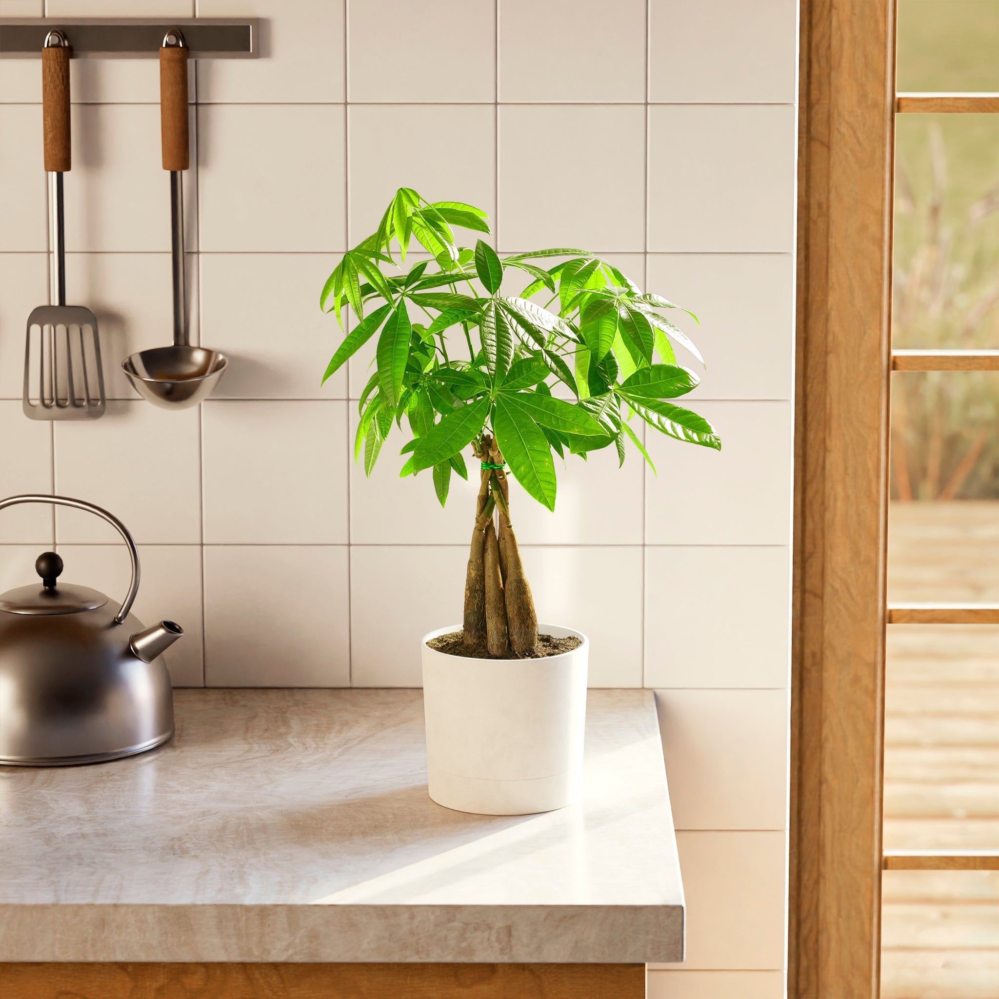 All Plants
