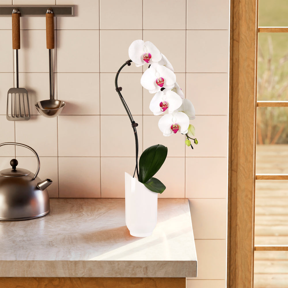 White Swan Orchid Planter