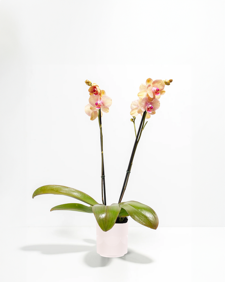 Arcadia Phalaenopsis Orchid double spike in cream ribbed ceramic pot with peach and pink blooms – elegant live orchid plant for home or office gifting