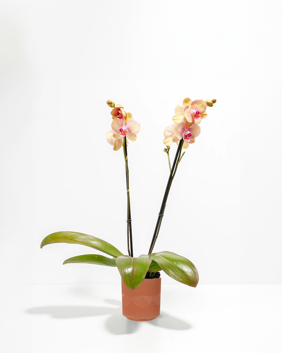 Arcadia Phalaenopsis Orchid double spike in terracotta ribbed ceramic pot with peach striped blooms – buy live moth orchid plant in decorative planter