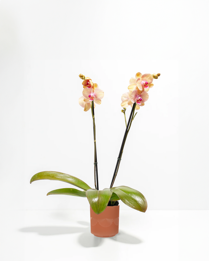 Arcadia Phalaenopsis Orchid double spike in terracotta ribbed ceramic pot with peach striped blooms – buy live moth orchid plant in decorative planter