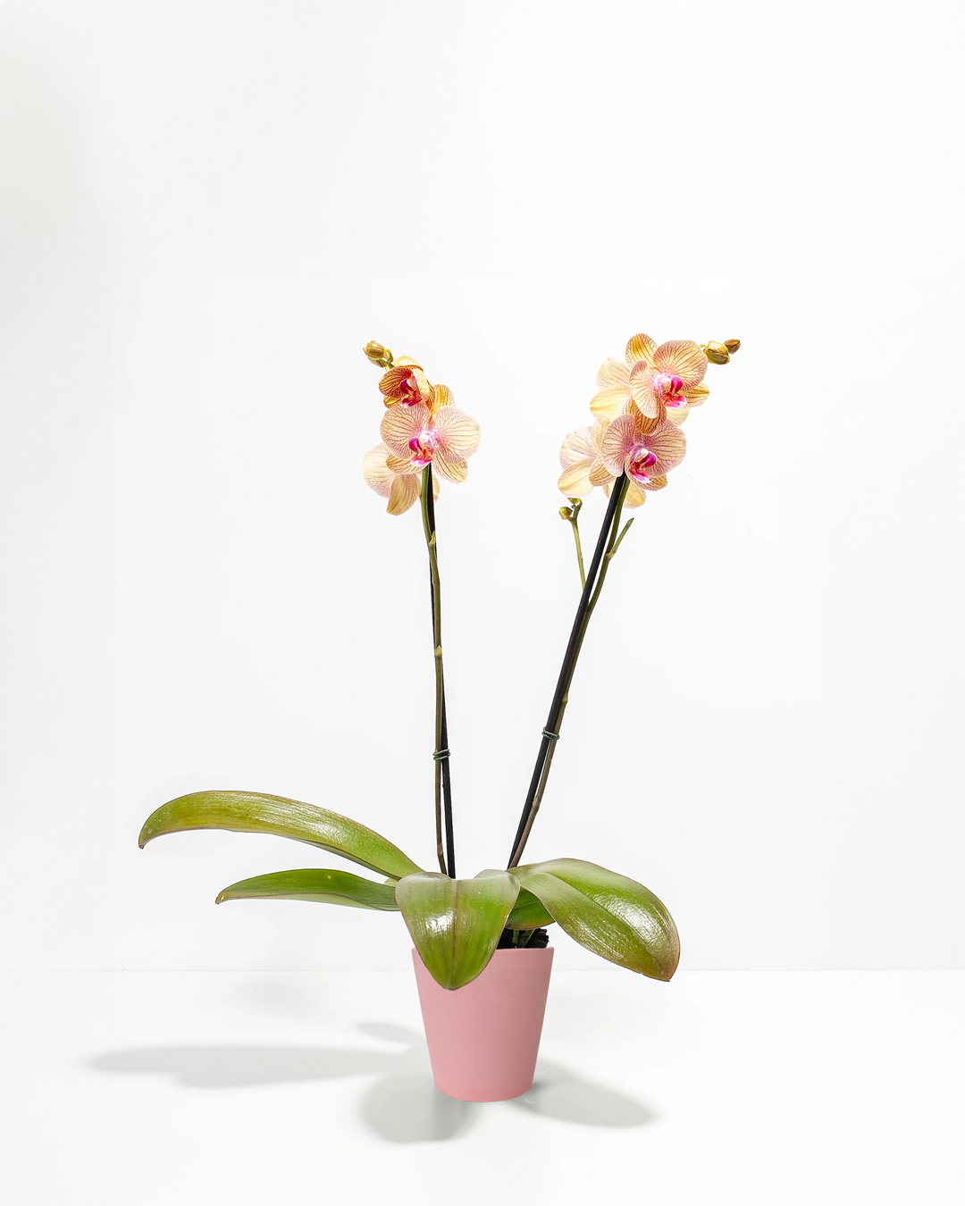 Arcadia Phalaenopsis Orchid double spike in smooth pink ceramic pot – peach striped moth orchid plant gift for Mother's Day or Valentine's Day