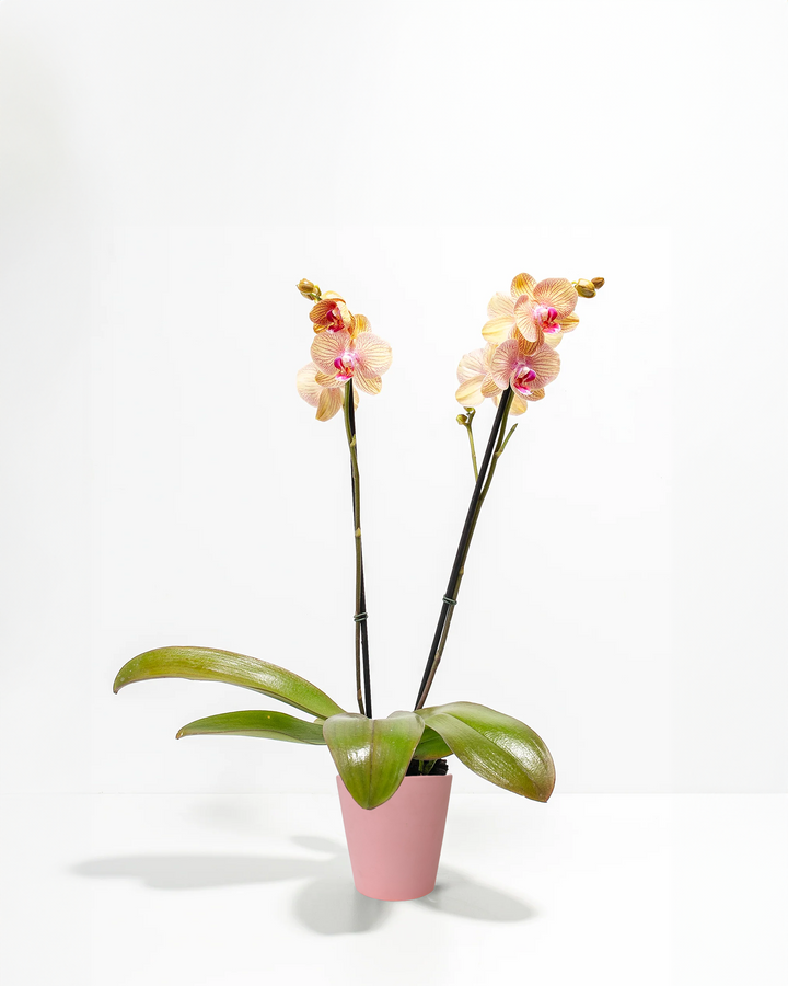 Arcadia Phalaenopsis Orchid double spike in smooth pink ceramic pot – peach striped moth orchid plant gift for Mother's Day or Valentine's Day