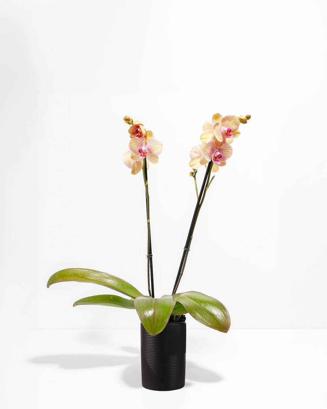Arcadia Phalaenopsis Orchid double spike in black ribbed ceramic cylinder pot – peach and pink moth orchid for modern minimalist office or living room decor