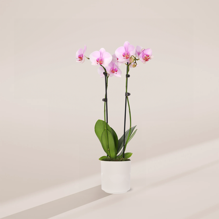 Pink Phalaenopsis Orchid in a 5-inch cream Estella pot with embossed arch pattern, featuring two stems of light pink blooms with magenta centers and glossy green leaves