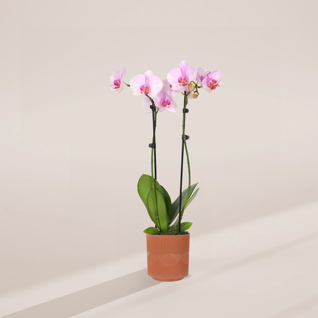 Pink Phalaenopsis Orchid in a 5-inch terracotta Estella pot with embossed arch pattern, featuring two stems with light pink blooms and pink centers against broad green leaves