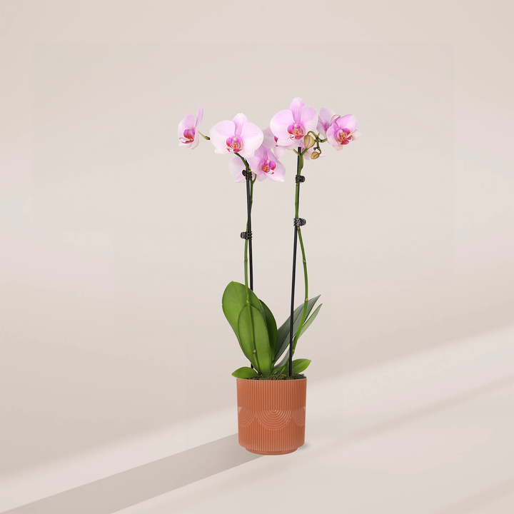 Pink Phalaenopsis Orchid in a 5-inch terracotta Estella pot with embossed arch pattern, featuring two stems with light pink blooms and pink centers against broad green leaves