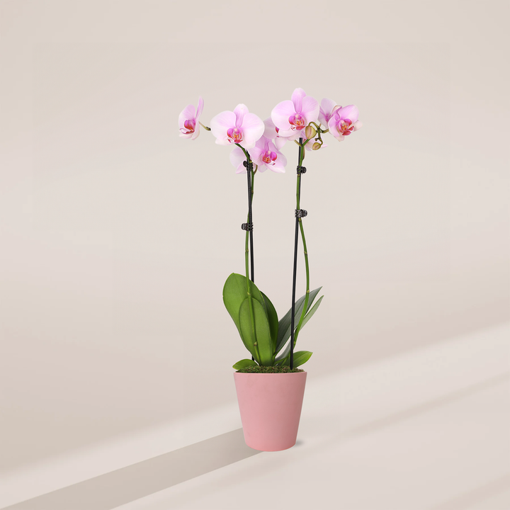 Pink Phalaenopsis Orchid in a 5-inch blush pink Jane ceramic pot, featuring two stems of soft pink blooms with magenta centers and broad green leaves