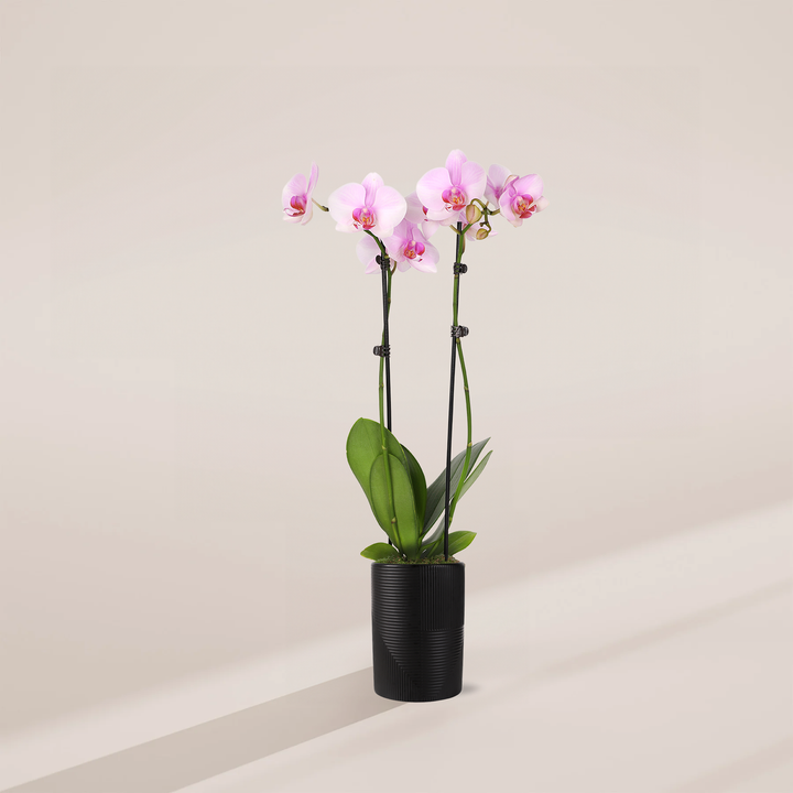 Pink Phalaenopsis Orchid in a 5-inch matte black Rockefeller pot with ribbed geometric texture, featuring two stems of light pink blooms with magenta centers against vibrant green leaves