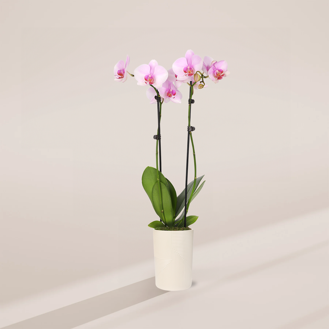 Pink Phalaenopsis Orchid in a 5-inch white Rockefeller pot with geometric grid texture, featuring two stems of light pink blooms with magenta centers and lush green leaves