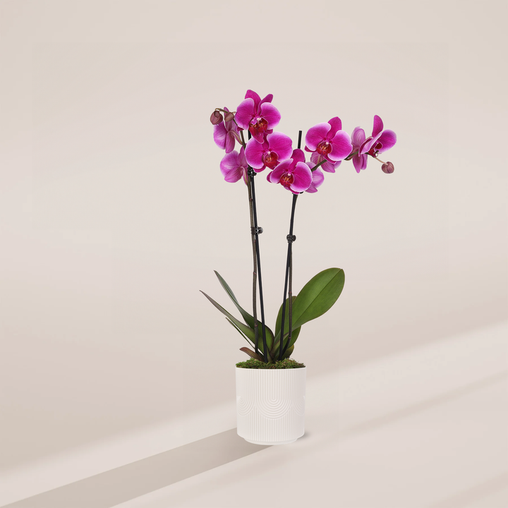 A Purple Phalaenopsis Orchid featuring tall stalks of vibrant magenta blooms and buds, potted in a cream-colored ceramic planter with a subtle textured pattern.