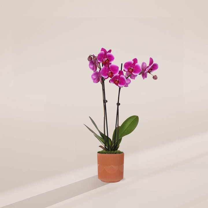 A Purple Phalaenopsis Orchid featuring tall stalks of vibrant magenta blooms and buds, potted in a terracotta-colored ceramic planter with a subtle textured pattern.