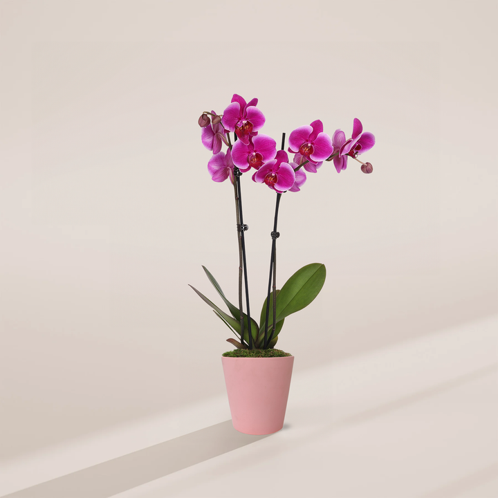 A Purple Phalaenopsis Orchid featuring tall stalks of vibrant magenta blooms and buds, potted in a smooth pink ceramic planter.