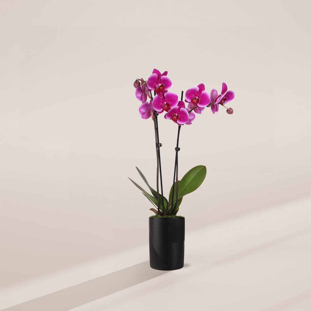 A Purple Phalaenopsis Orchid featuring tall stalks of vibrant magenta blooms and buds, potted in a tall black ceramic planter with a fine ridges pattern.