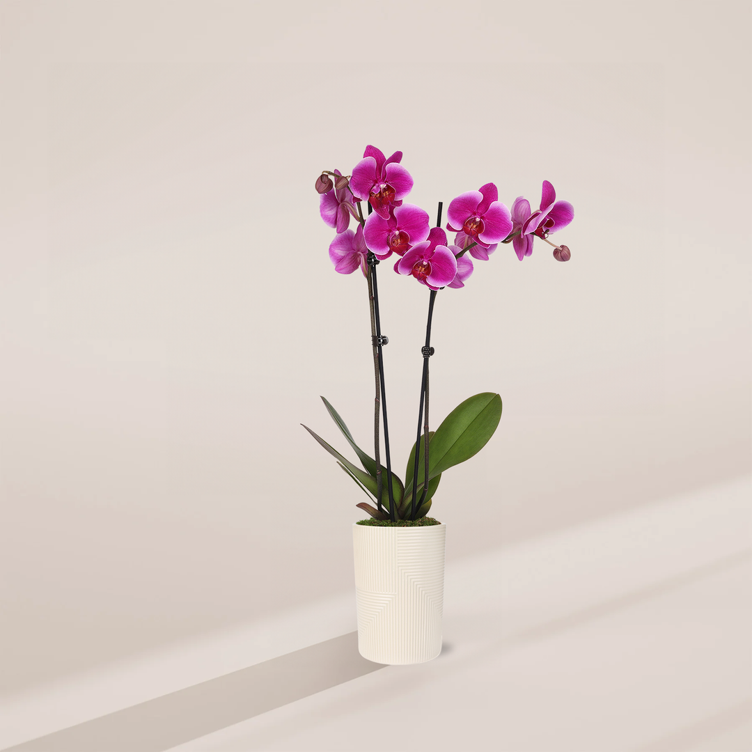 A Purple Phalaenopsis Orchid featuring tall stalks of vibrant magenta blooms and buds, potted in a tall white ceramic planter with a fine ridges pattern.