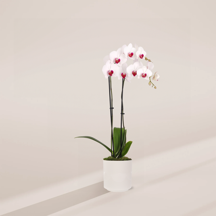 Red Lip Moth Orchid, 5-inch in cream Floramx ceramic pot, two-spike Phalaenopsis orchid with contrasting white sepals and magenta-red lip centers
