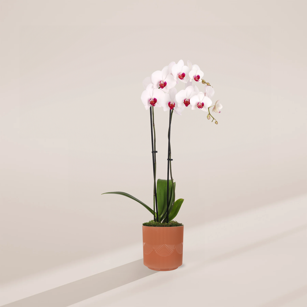 Red Lip Moth Orchid, 5-inch in terracotta Floramex textured pot, dual-spike Phalaenopsis with white petals and striking red-fuchsia labellum, tropical flowering plant