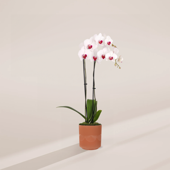 Red Lip Moth Orchid, 5-inch in terracotta Floramex textured pot, dual-spike Phalaenopsis with white petals and striking red-fuchsia labellum, tropical flowering plant
