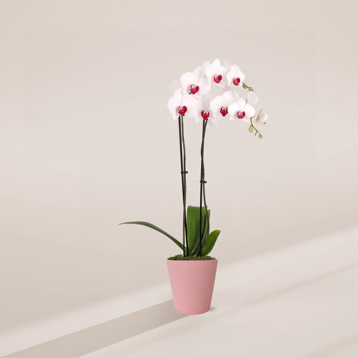 Red Lip Moth Orchid, 5-inch in pink ceramic pot, flowering Phalaenopsis with pure white flowers featuring bright magenta-red centers, elegant orchid houseplant