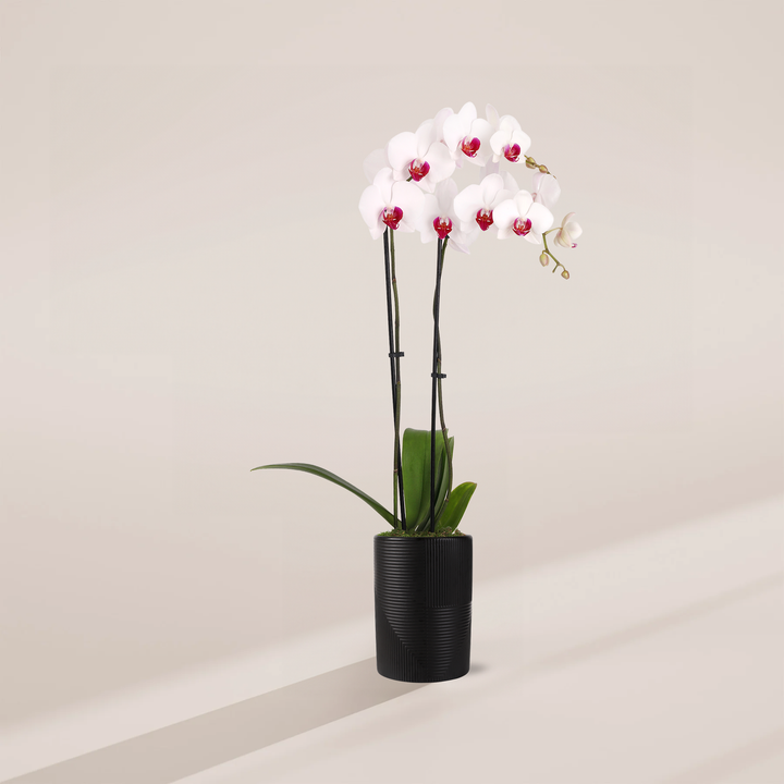 Red Lip Moth Orchid, 5-inch Phalaenopsis in black textured ceramic planter, two-stem blooming orchid with snow-white petals and deep red lip markings
